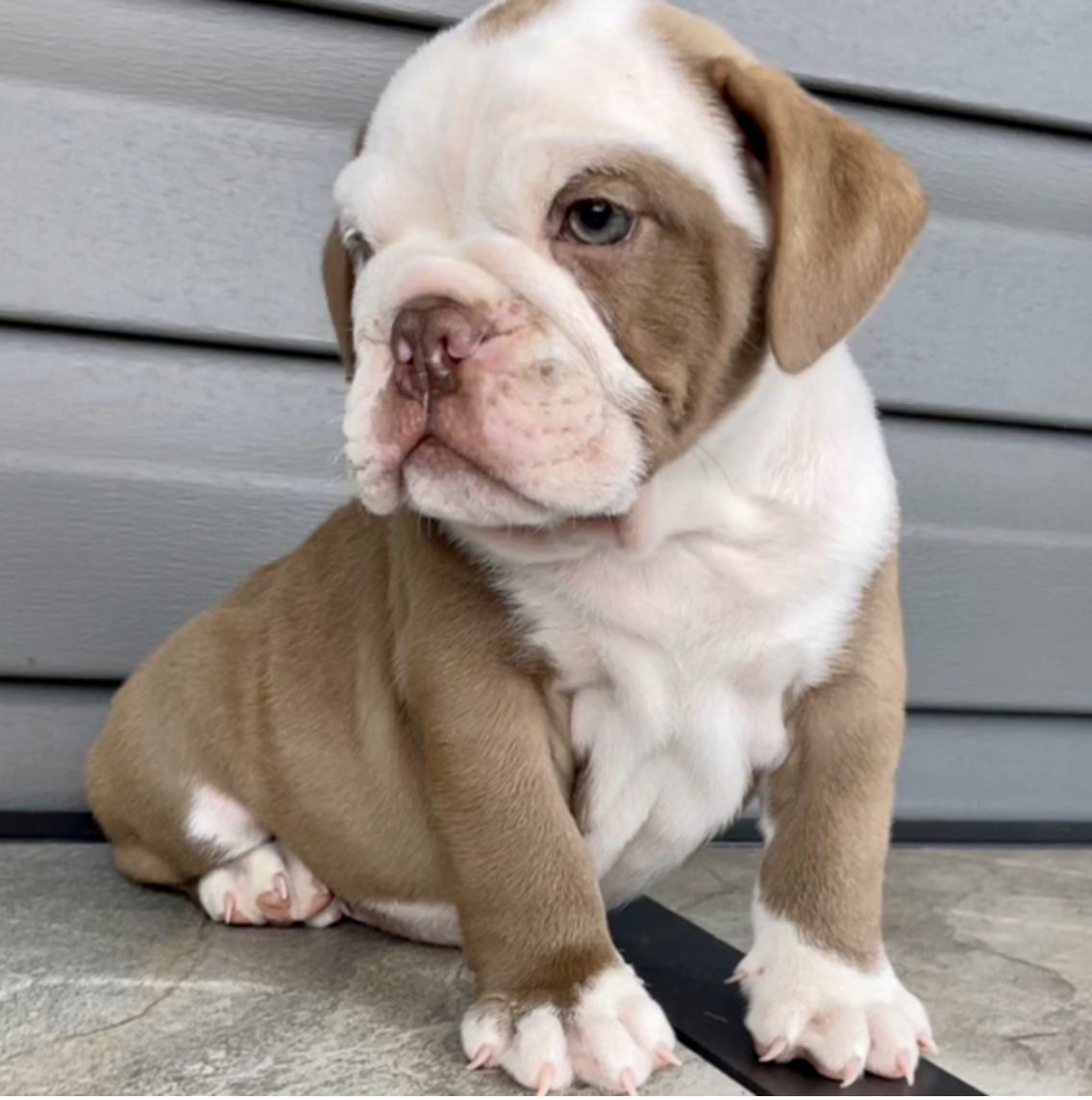 comprar cachorros sanos, baratos y asequibles para la venta